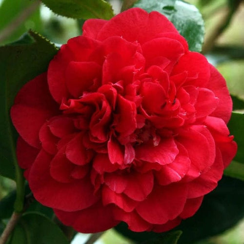 Fire Falls Camellia