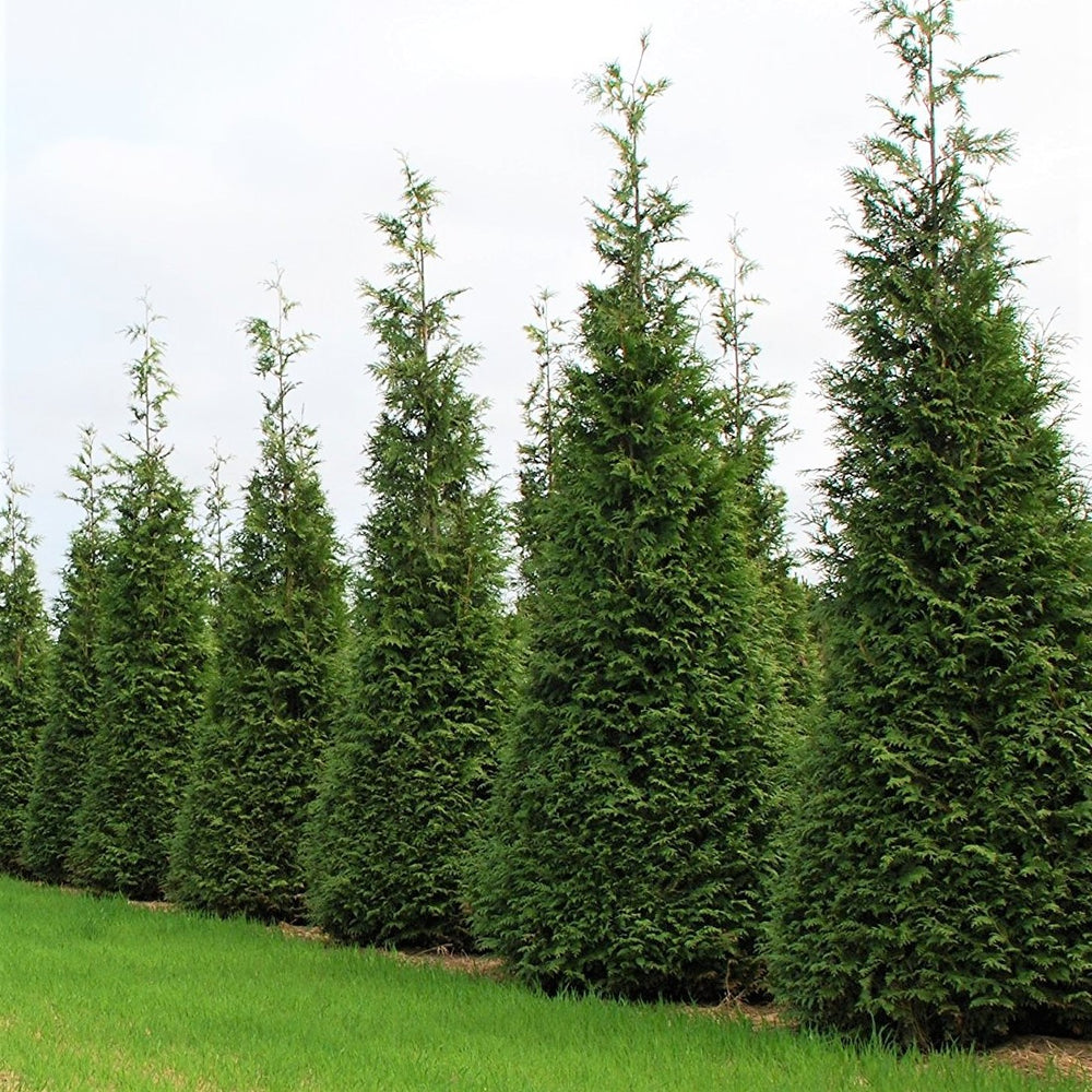 Green Giant Arborvitae