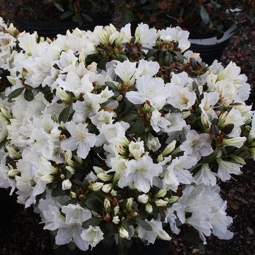 Gumpo White Azalea