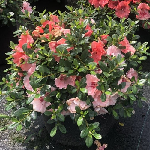 Hilda Niblett Azalea