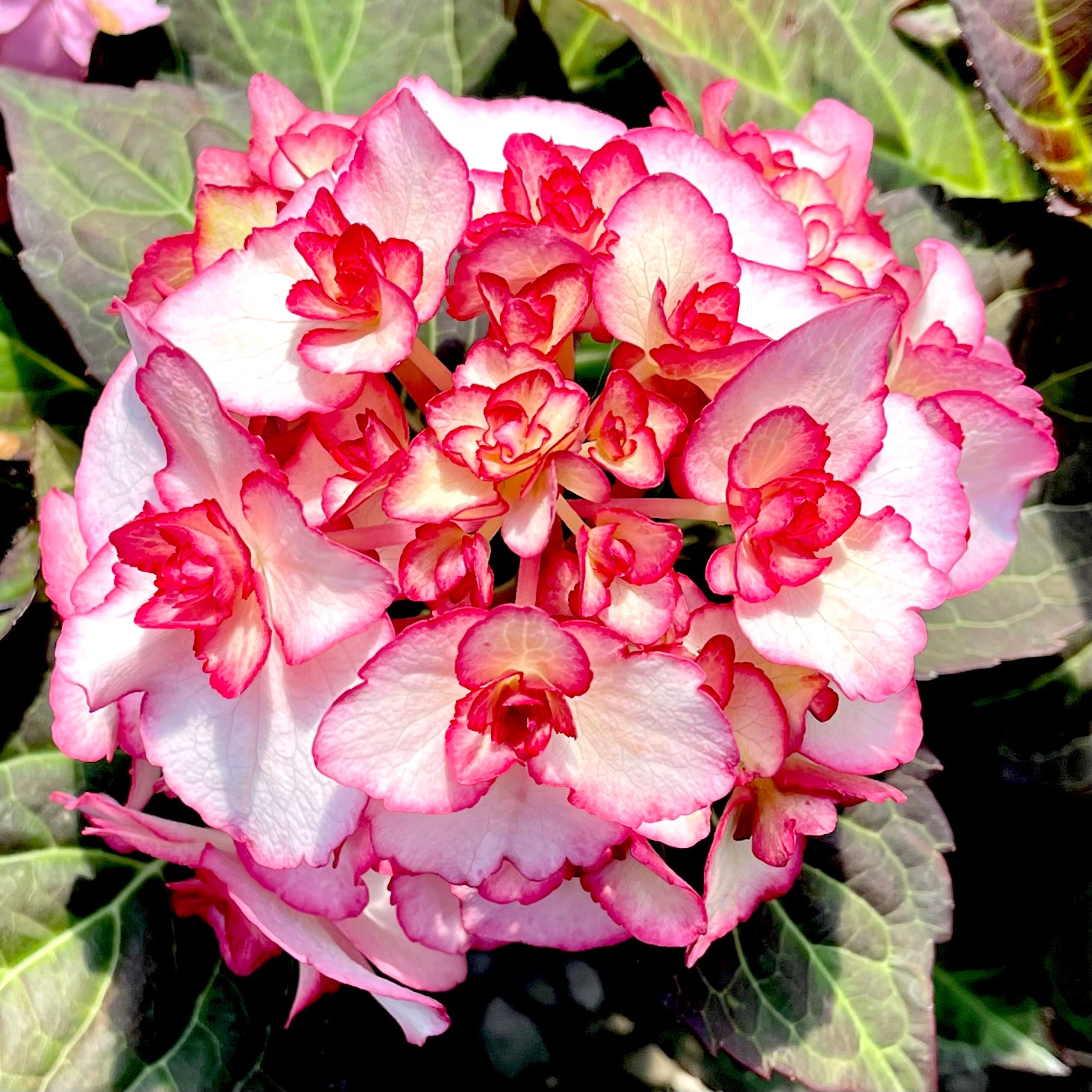 Miss Saori Hydrangea