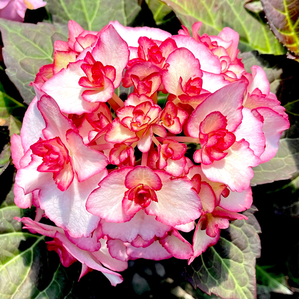 Miss Saori Hydrangea