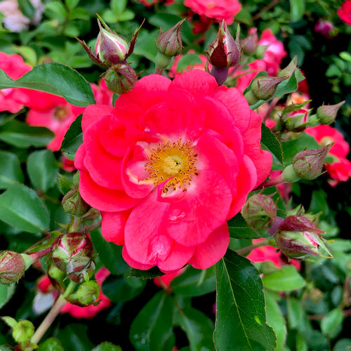 Coral Drift® Rose