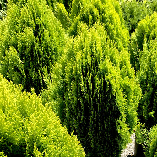 Morgan Arborvitae