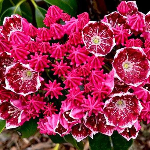 Keepsake Mountain Laurel