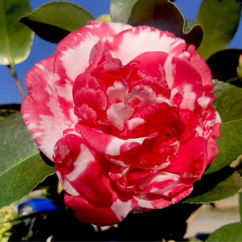 Daikagura Camellia