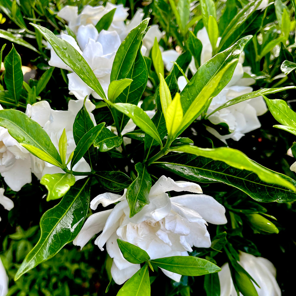 Snow Puff Gardenia