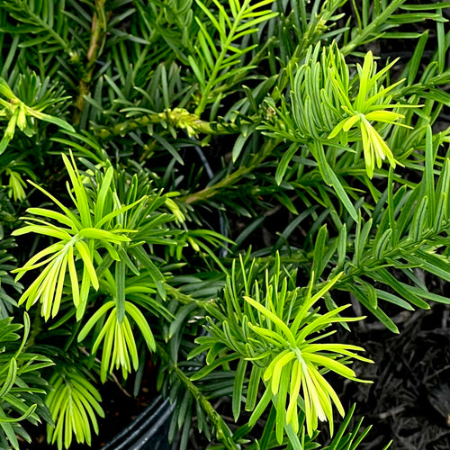 Drupacea Japanese Plum Yew