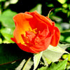Coral Knock Out® Rose