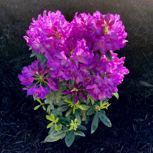 Purple Passion Rhododendron