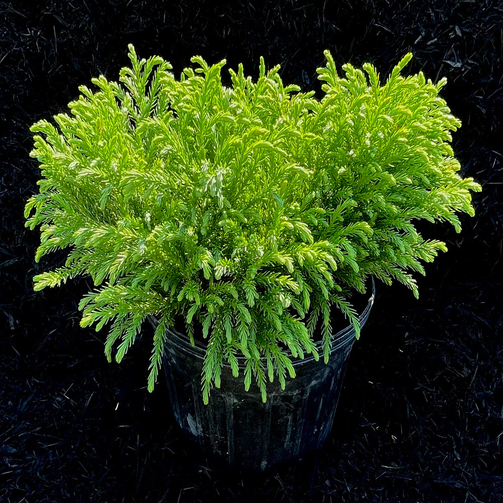 Globosa Nana Japanese Cedar