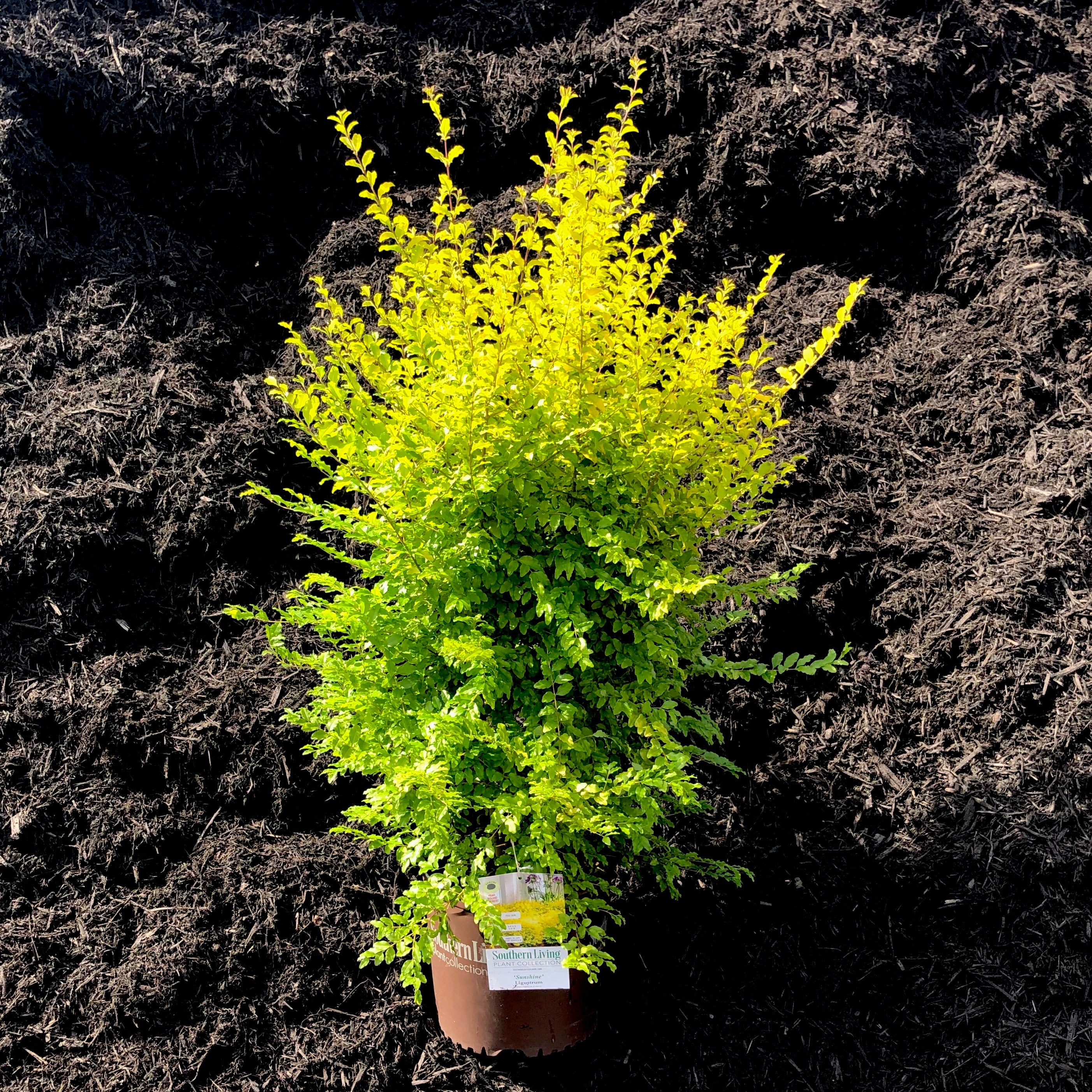 Sunshine Ligustrum
