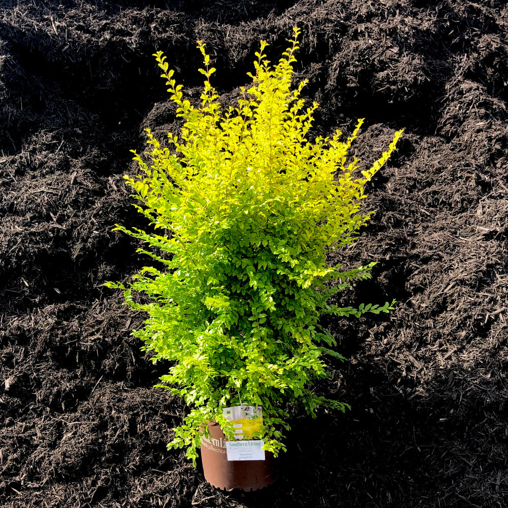 Sunshine Ligustrum