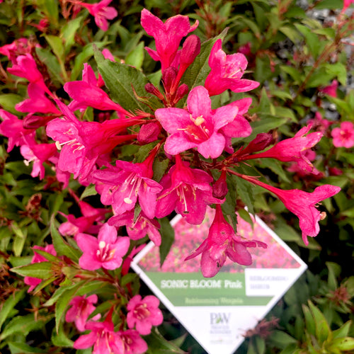 Sonic Bloom® Pink Weigela
