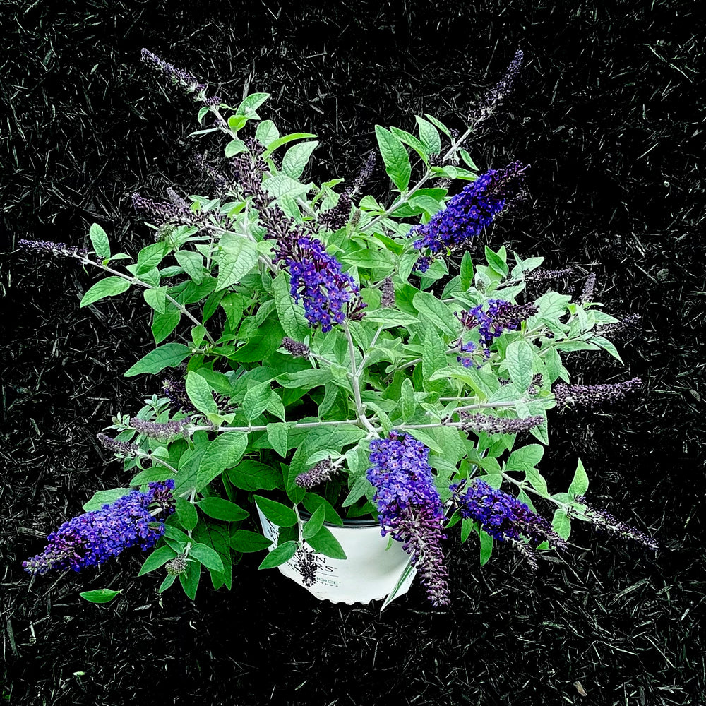 Pugster Blue® Butterfly Bush