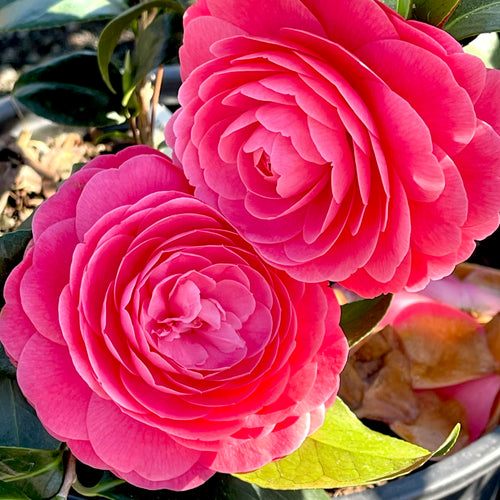 Jack's Camellia