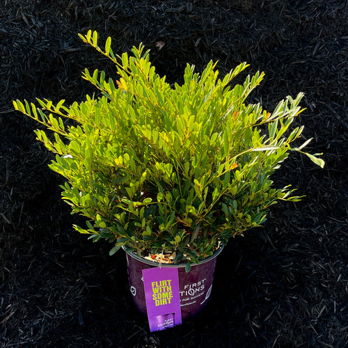 Cinnamon Girl™ Distylium