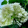 Incrediball® Arborescens Hydrangea - 3 Gallon