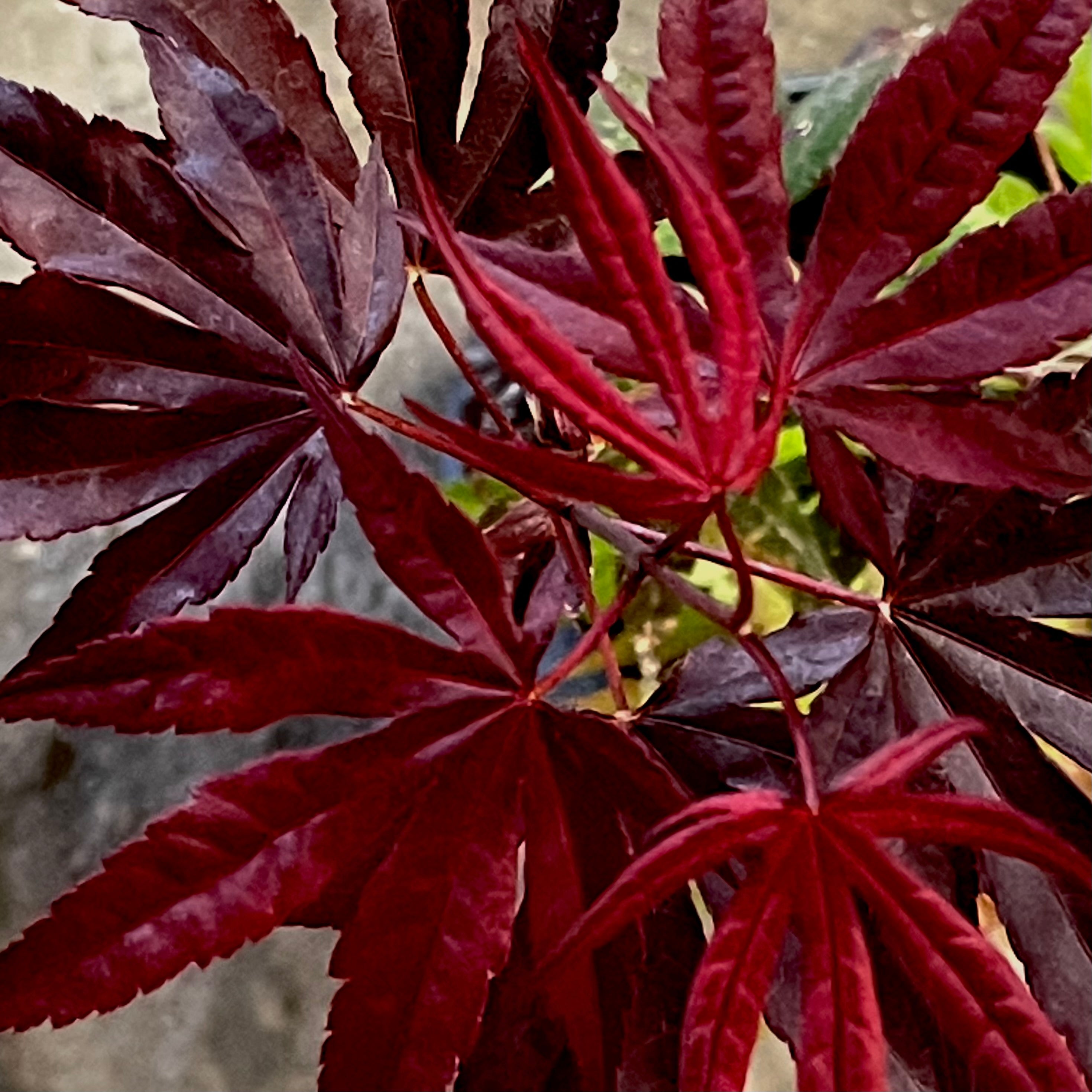 Bloodgood Japanese Maple 3-4ft