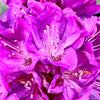 Florence Parks Rhododendron