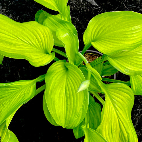 Guacamole Hosta