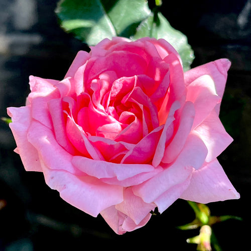 Sweet Drift® Rose