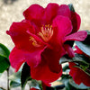 October Magic® Ruby™ Camellia