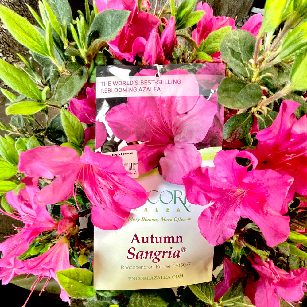 Autumn Sangria® Encore Azalea