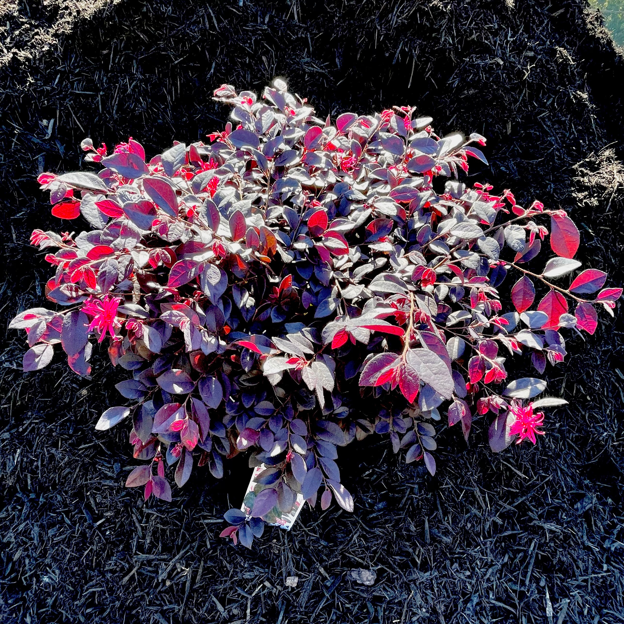 Cerise Charm® Dwarf Loropetalum