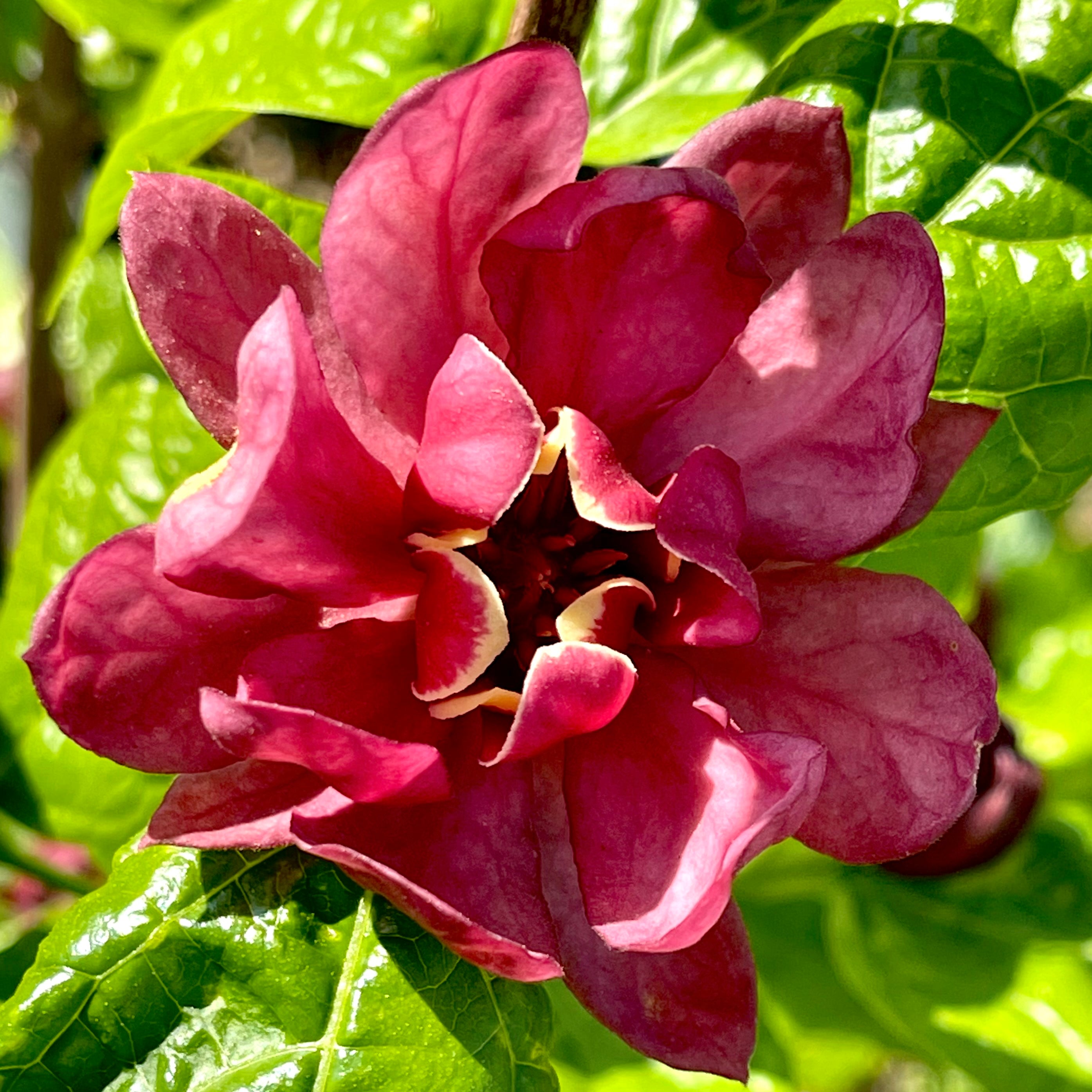 Hartlage Wine Sweetshrub