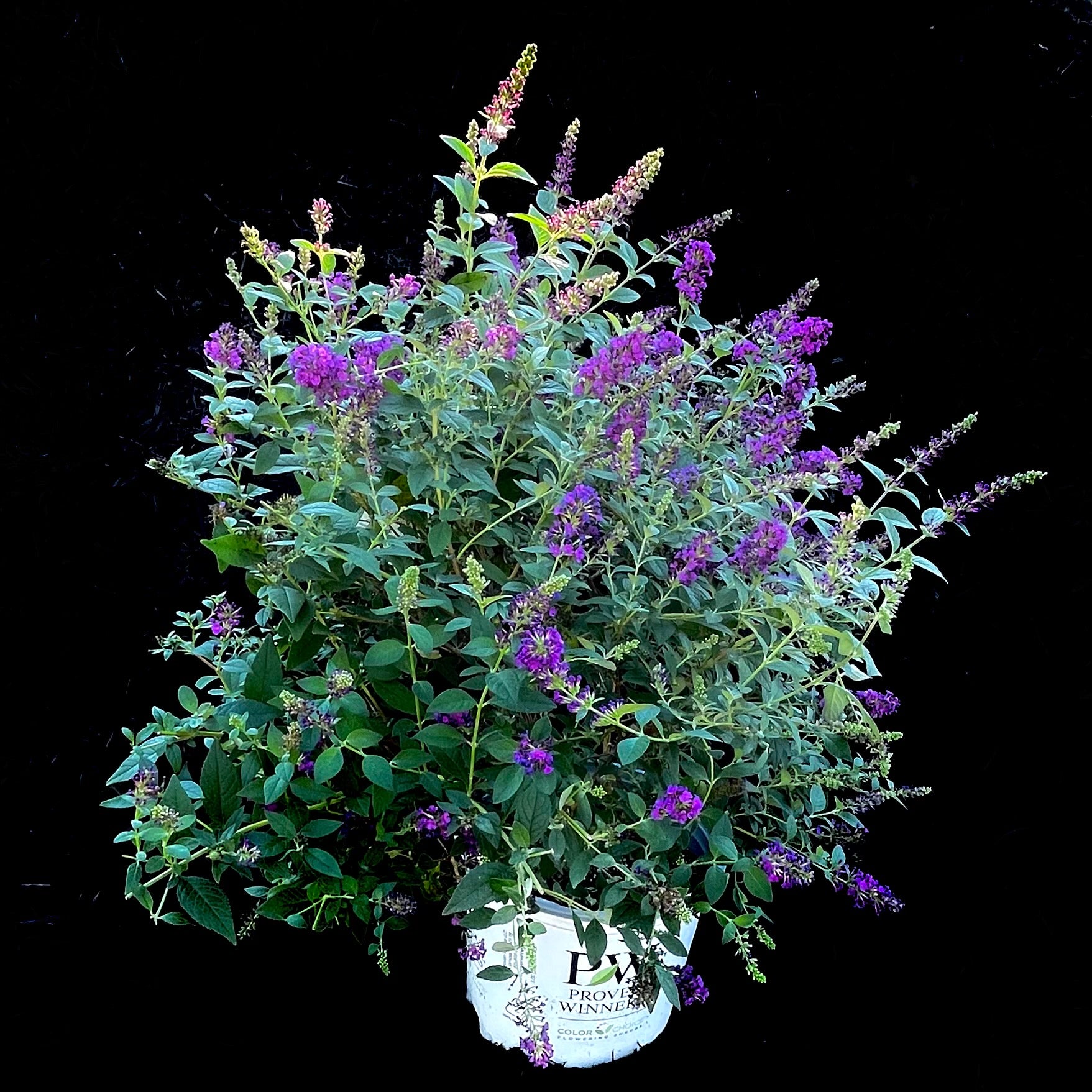 Miss Violet Butterfly Bush