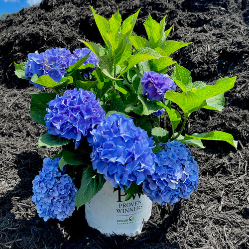 Let's Dance® Rhythmic Blue® Hydrangea - 3 Gallon