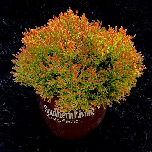 Fire Chief Arborvitae