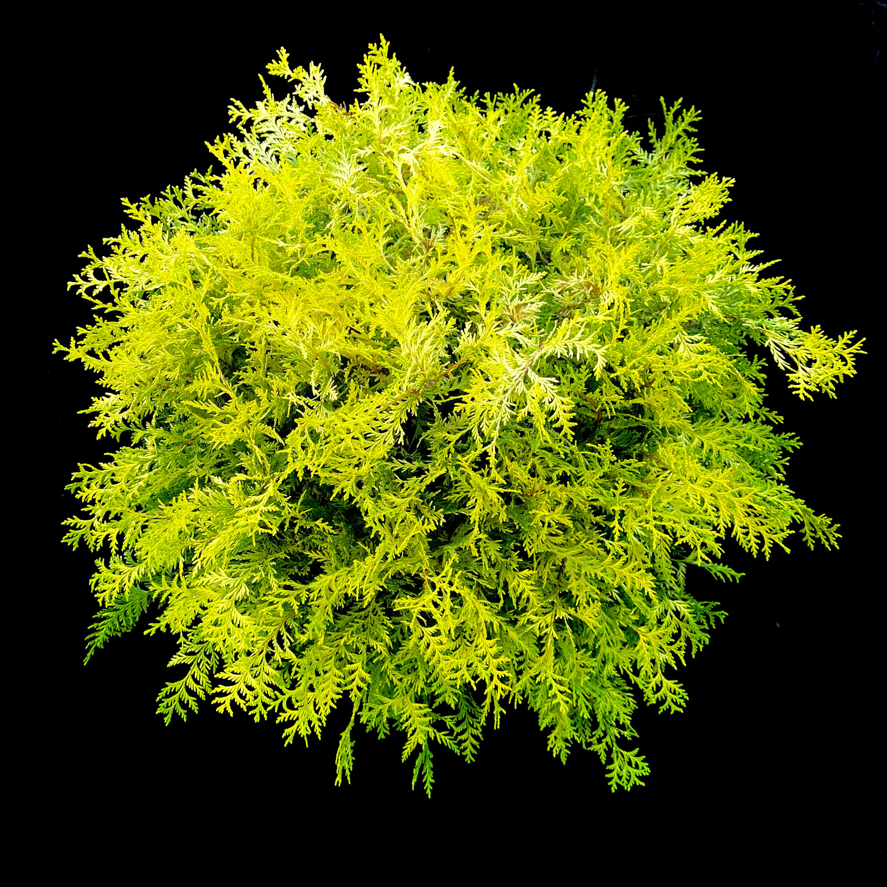 Vintage Gold Cypress