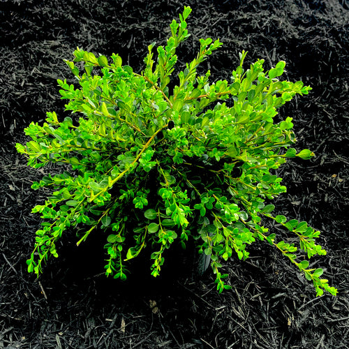 Unraveled Weeping Boxwood