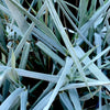 Blue Dune Leymus Grass