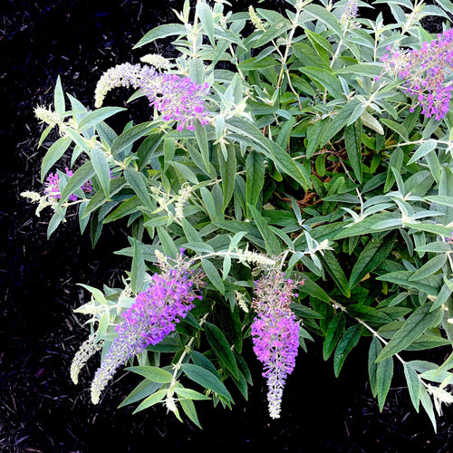 Lo and Behold® Purple Haze Butterfly Bush