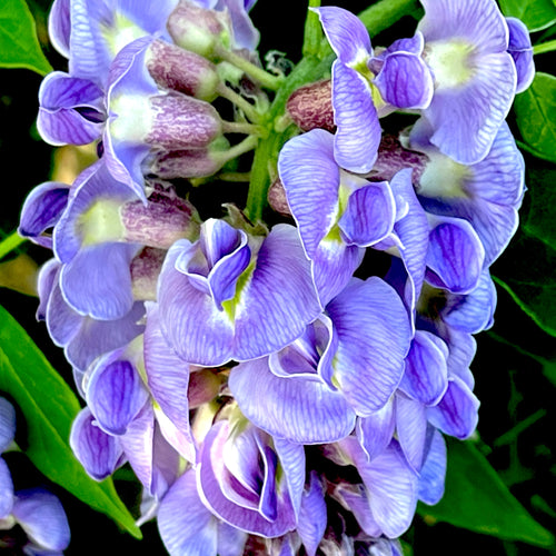 Amethyst Falls Wisteria Vine