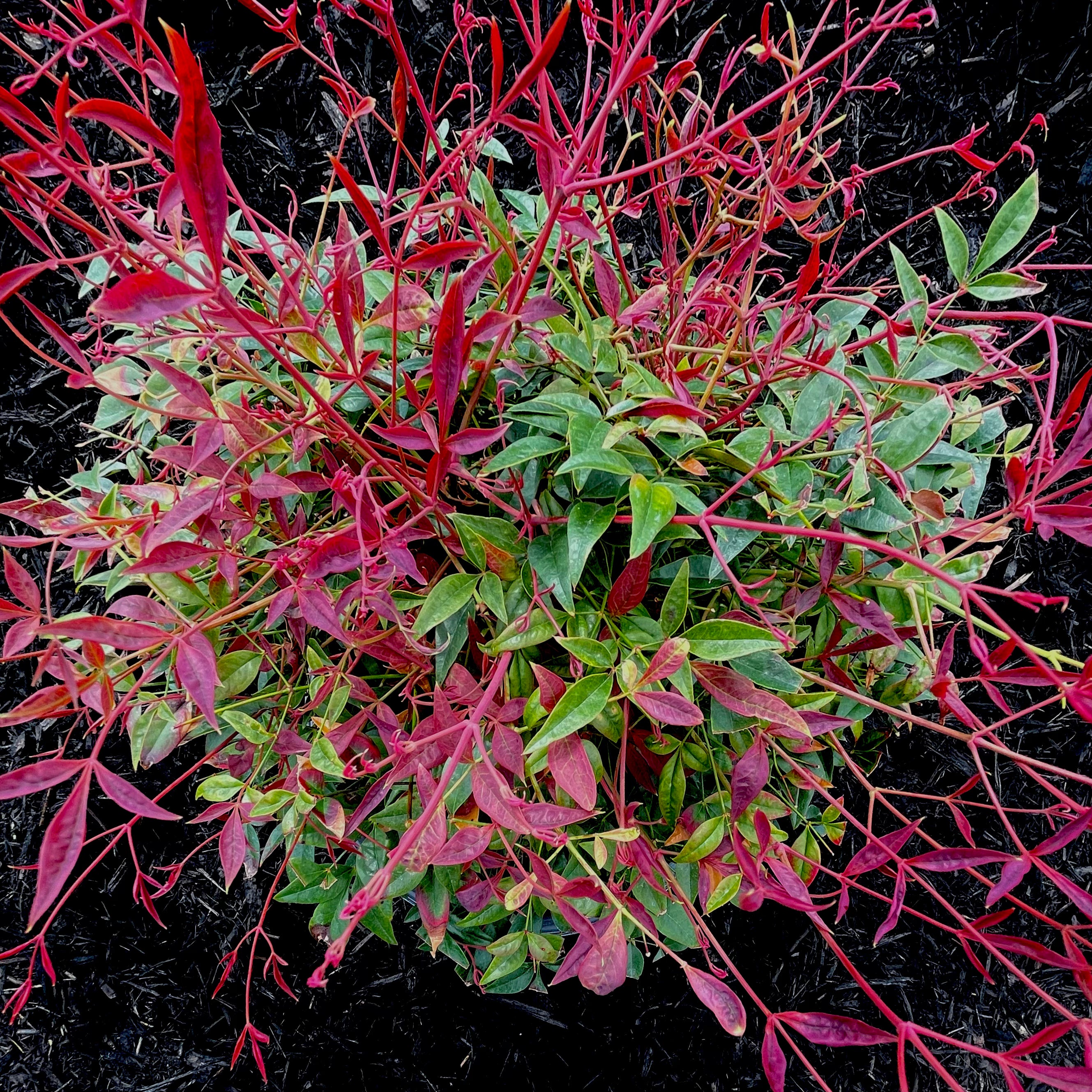 Obsession™ Nandina