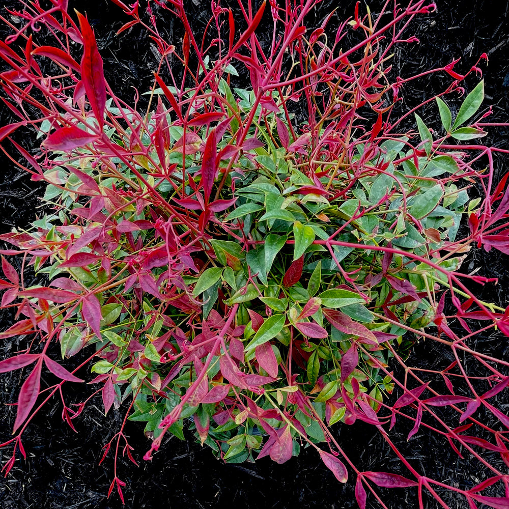 Obsession™ Nandina