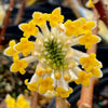 Edgeworthia Chrysantha Paperbush