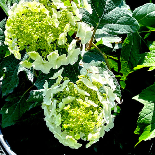 Munchkin Hydrangea