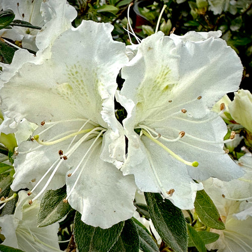 Autumn Starlite® Encore Azalea