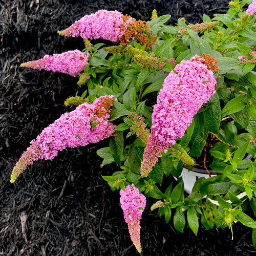 Pugster Pinker® Butterfly Bush