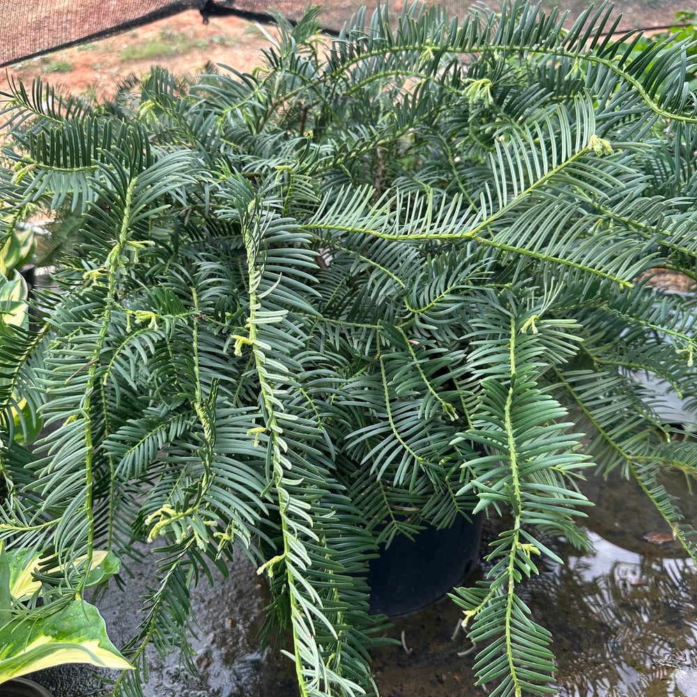 Spreading Japanese Plum Yew