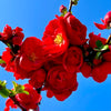 Double Take™ Scarlet Storm Quince - 7 Gallon