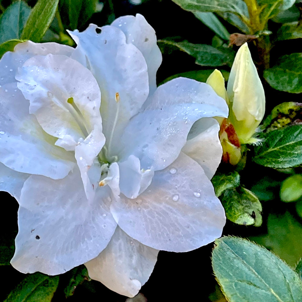 Autumn Moonlight® Encore Azalea