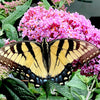 Pugster Pinker® Butterfly Bush
