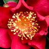 October Magic® Crimson N’ Clover™ Camellia