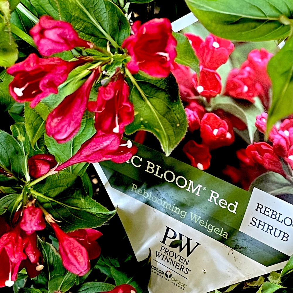 Sonic Bloom® Red Weigela